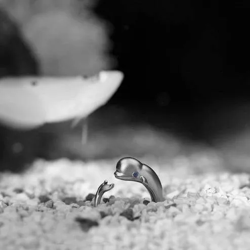 Baby Beluga Whale Ring